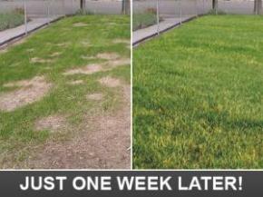 how a lawn will look like after we've made a few adjustements